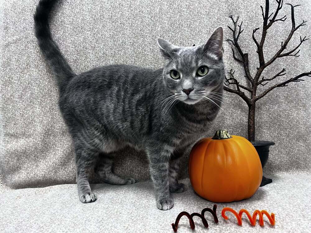 Valarr - Domestic Short Hair