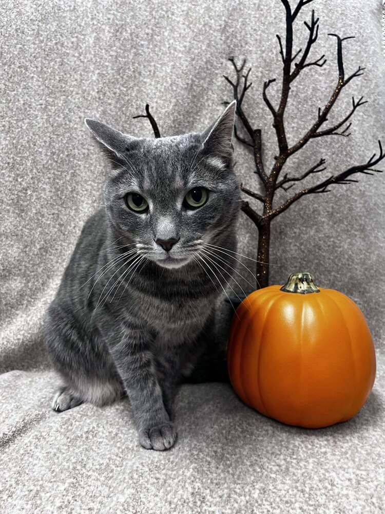 Valarr image 2