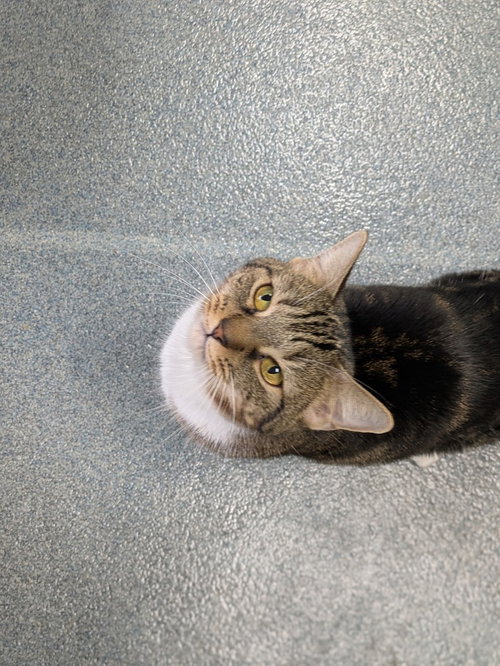 JALAPENO POPPER - Domestic Short Hair available for adoption