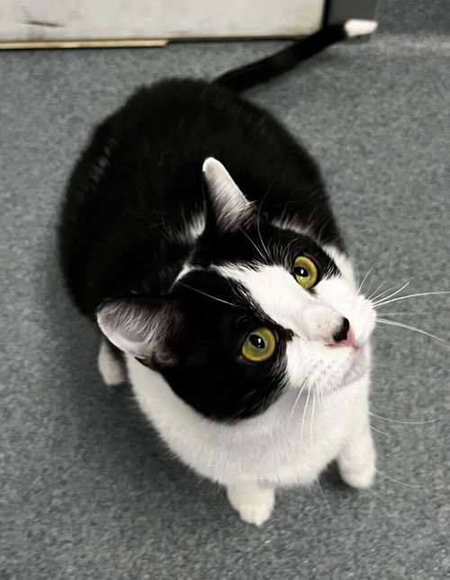 Fox, Adult Domestic Short Hair (short coat), cat for adoption in Rocky Mount, North Carolina