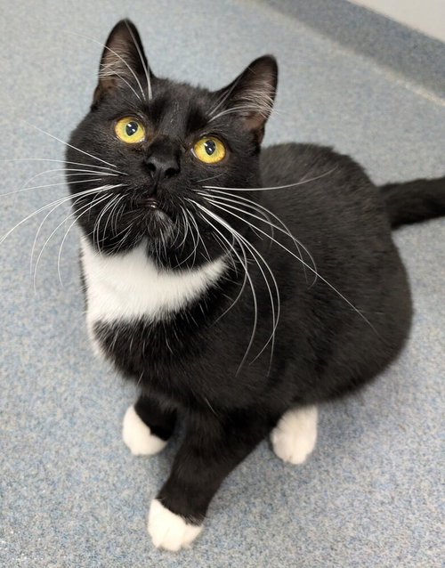 Rocky, Young Domestic Short Hair (long coat), cat for adoption in Rocky Mount, North Carolina