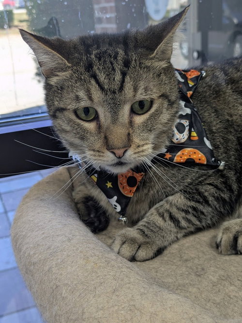 Pichu, Baby Domestic Short Hair, cat for adoption in Rocky Mount, North Carolina