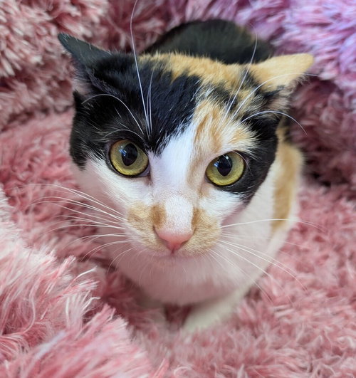 Chloe, Young Domestic Short Hair (short coat), cat for adoption in Rocky Mount, North Carolina