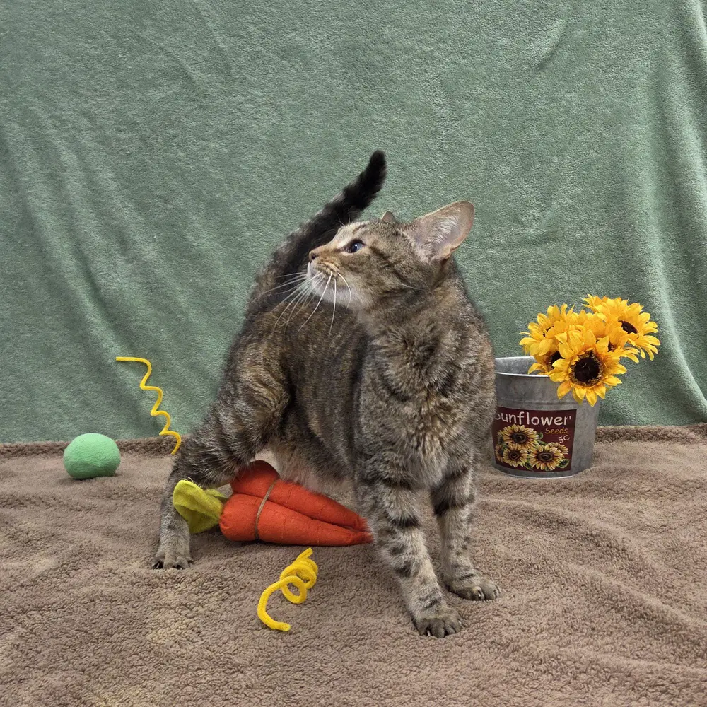 Dorothy image 3