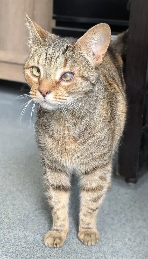 Dorothy - Domestic Short Hair