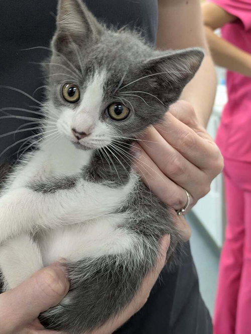 Berry Punch, an adoptable Domestic Short Hair in Raleigh, NC