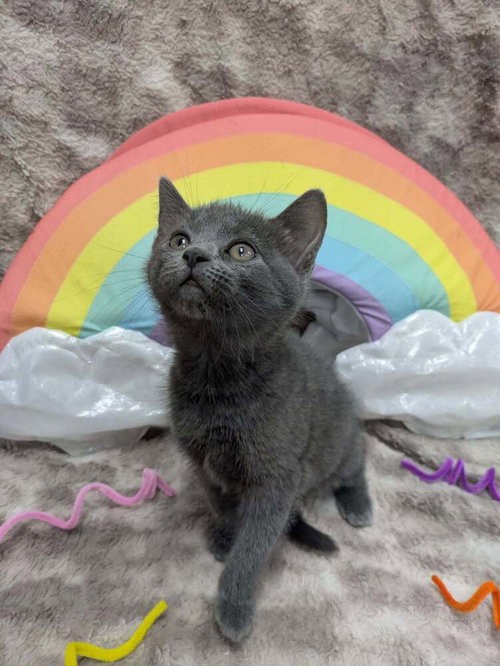 Pinky Pie, an adoptable Domestic Short Hair in Raleigh, NC