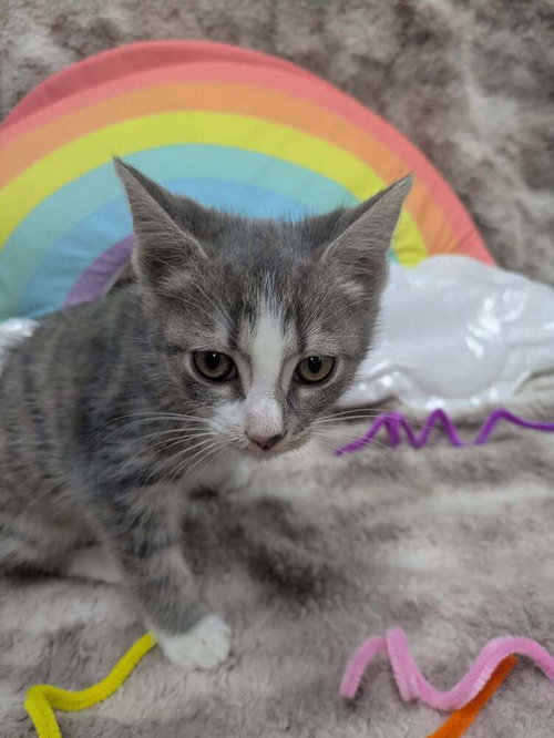 Princess Celestia, an adoptable Domestic Short Hair in Raleigh, NC