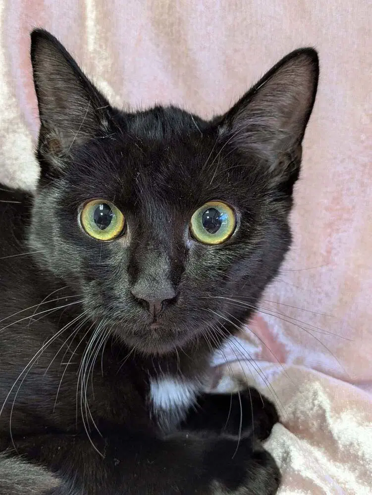 Joe - Domestic Short Hair