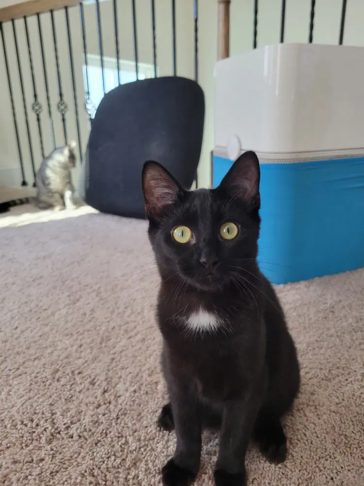 Joe - Domestic Short Hair