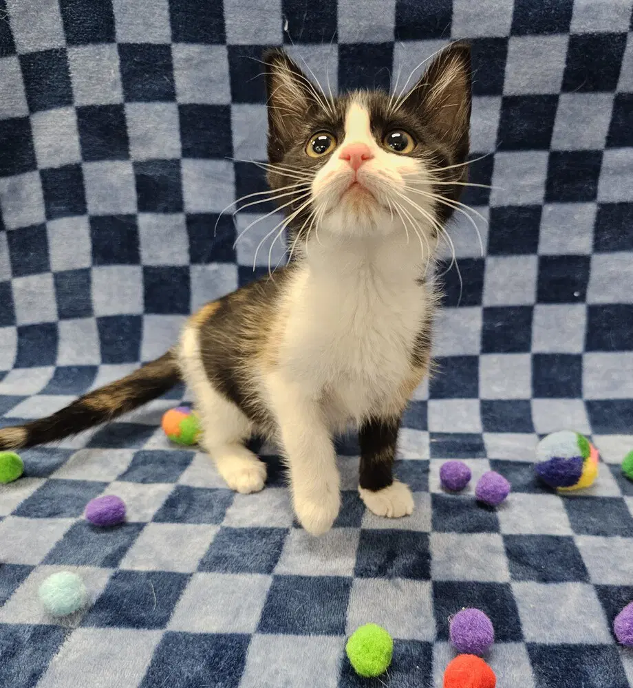 Whir - Domestic Short Hair