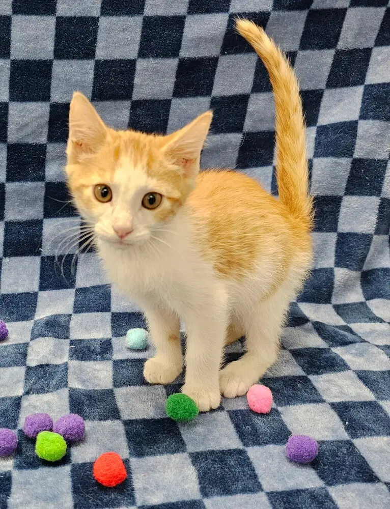Swish - Domestic Short Hair