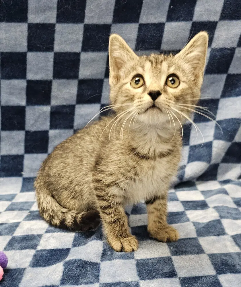 Whopper - Domestic Short Hair