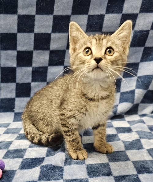 Whopper, a cat for adoption from Two Paws Up NC Shelter Rescue