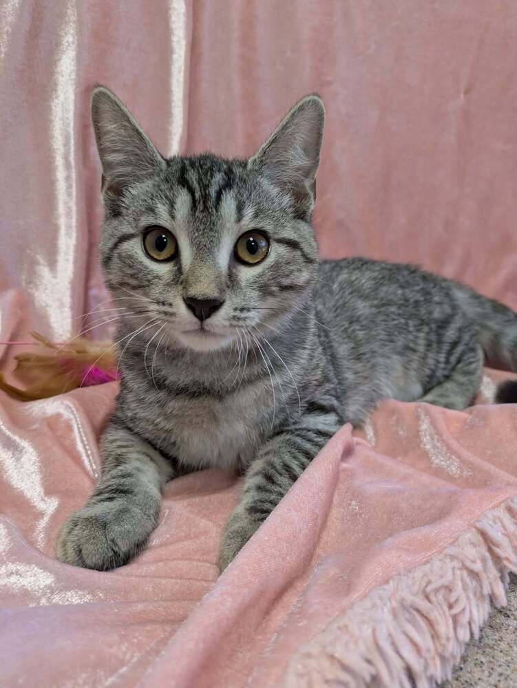Whopper