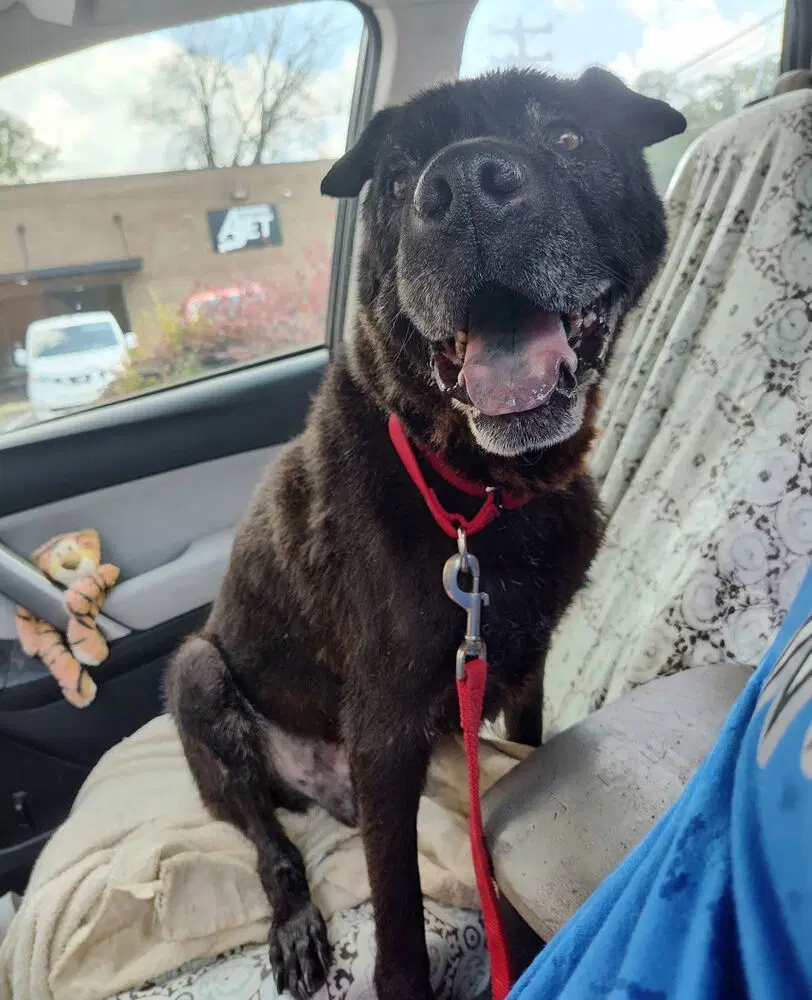 Zeus - Shar Pei