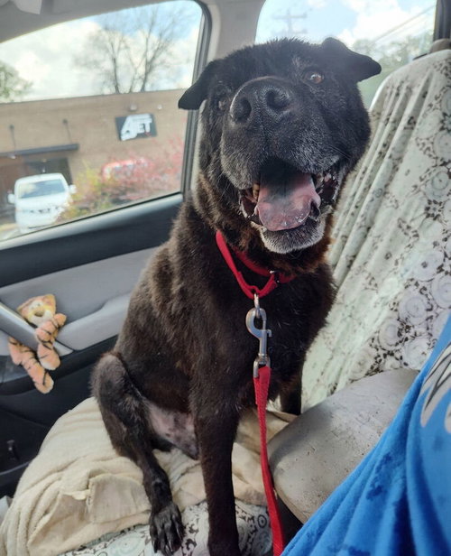 picture of the dog needing adoption