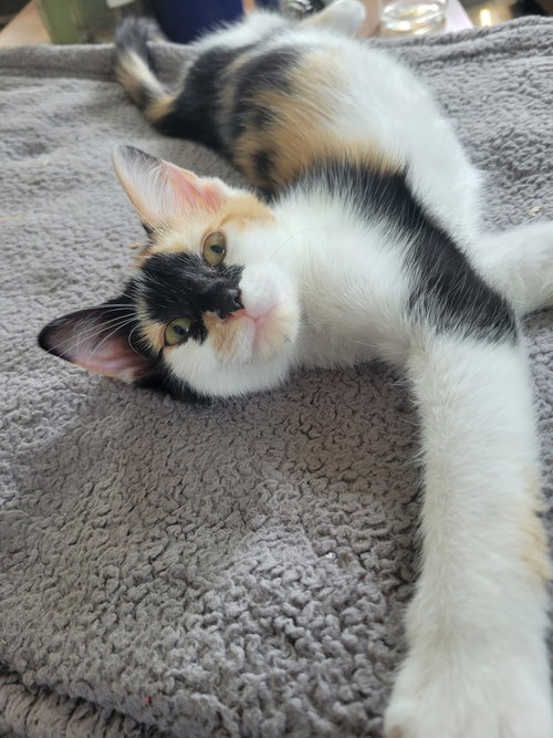 picture of the cat needing adoption