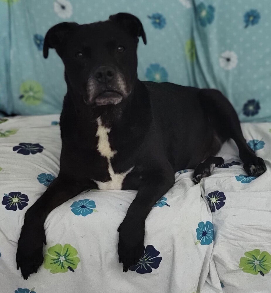 Morpheus, Labrador Retriever