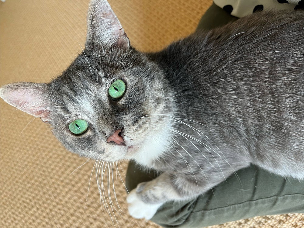 Mr. Forehead, Domestic Short Hair