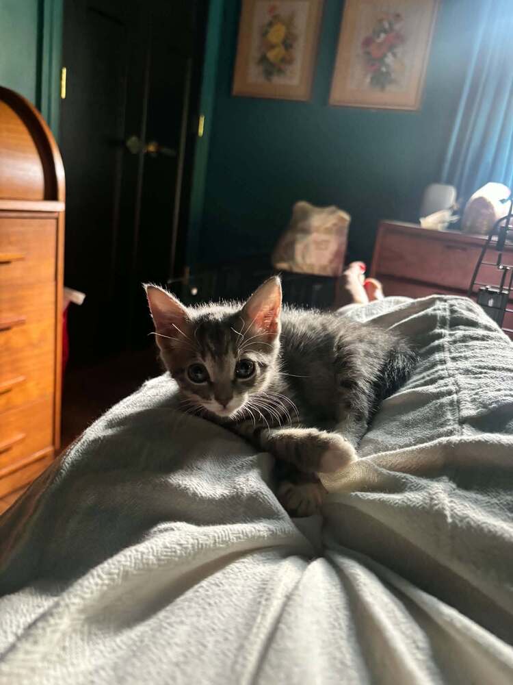 Princess, Domestic Short Hair