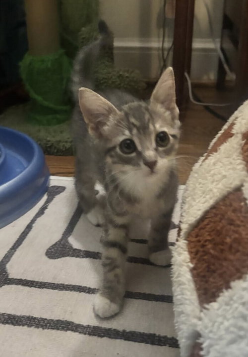 Princess, a cat for adoption from Two Paws Up NC Shelter Rescue