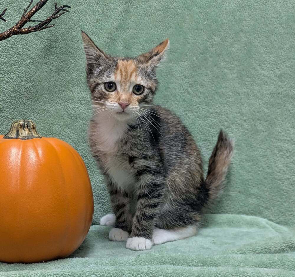 Birdie, Domestic Short Hair