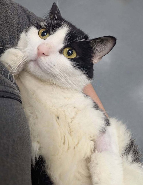 Tasha, a cat for adoption from Two Paws Up NC Shelter Rescue
