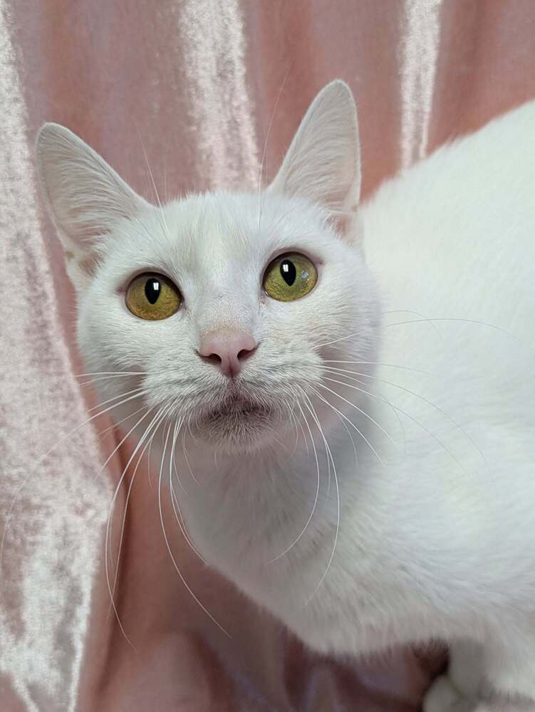 Rosalind