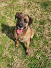 adoptable Dog in grovetown, GA named NYLA