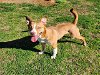 adoptable Dog in grovetown, GA named HONEY