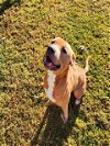 adoptable Dog in grovetown, GA named ACE