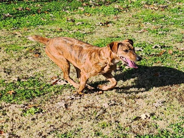 adoptable Dog in Grovetown, GA named MAGGIE