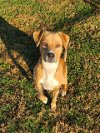 adoptable Dog in grovetown, GA named BAILEY