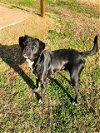 adoptable Dog in grovetown, GA named SAM