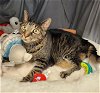 adoptable Cat in grovetown, GA named A109947