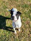 adoptable Dog in grovetown, GA named DRAKE