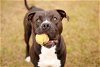 adoptable Dog in grovetown, GA named ROOSTER