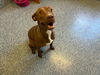 adoptable Dog in Grovetown, GA named MINDY