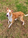 adoptable Dog in grovetown, GA named BENTLEY