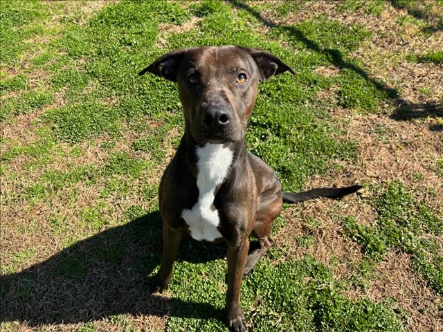 adoptable Dog in Grovetown, GA named HUCK