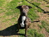 adoptable Dog in Grovetown, GA named HUCK