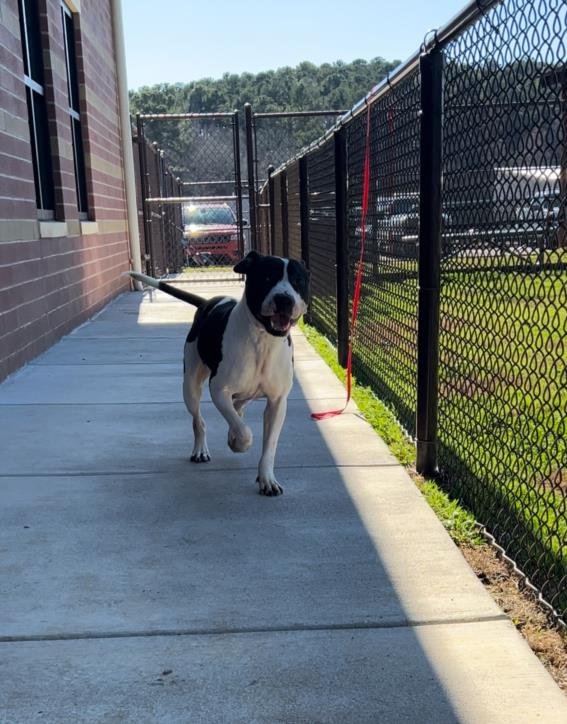 adoptable Dog in Grovetown, GA named BRISTOL