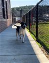 adoptable Dog in grovetown, GA named BRISTOL