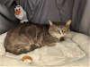 adoptable Cat in grovetown, GA named A110964