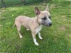 adoptable Dog in grovetown, GA named BANDIT