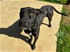 adoptable Dog in grovetown, GA named CHIEF