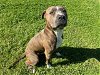 adoptable Dog in grovetown, GA named BOOSIE