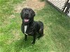 adoptable Dog in grovetown, GA named BRODY