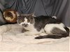 adoptable Cat in grovetown, GA named A111233